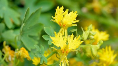 Tropaeolum peregrinum, or the Canary Creeper, with yellow flowers in summer
