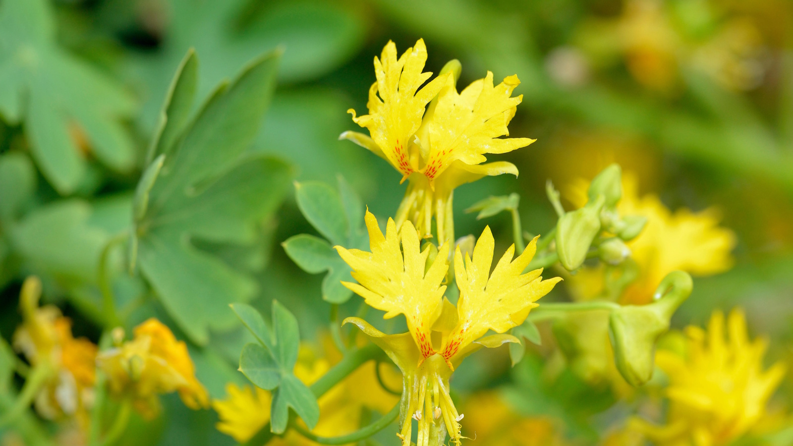 Tropaeolum peregrinum, or the Canary Creeper, with yellow flowers in summer