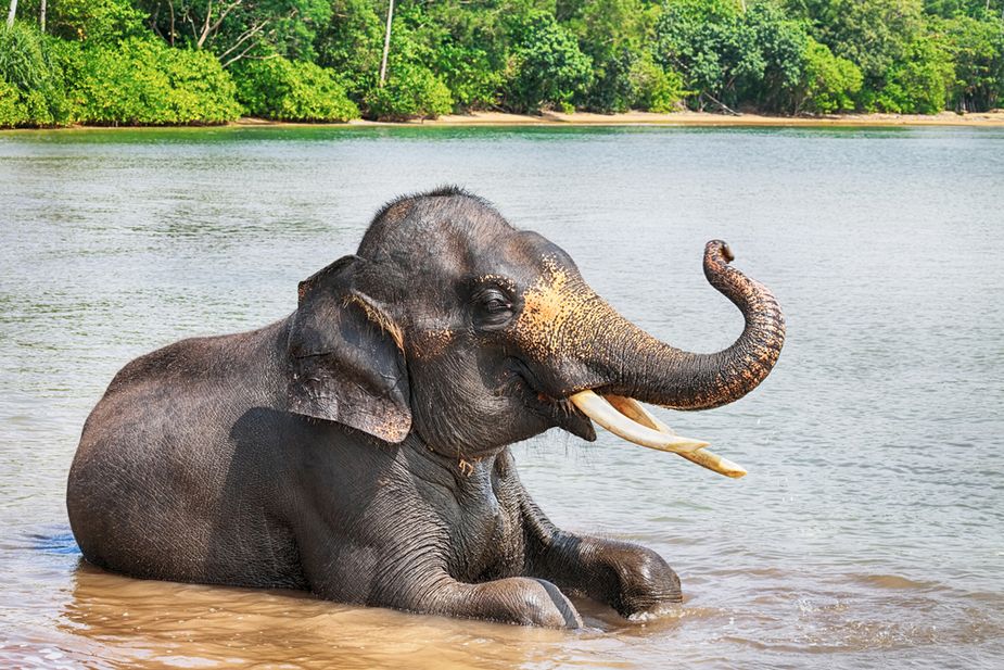 50 of the most endangered species on the planet | Live Science