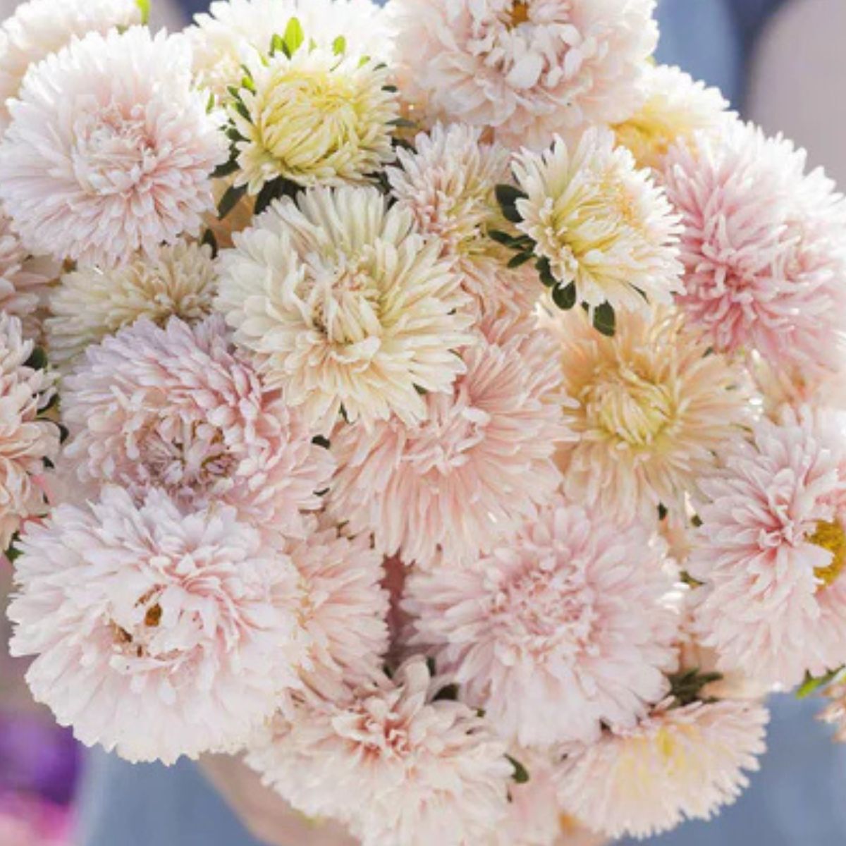 Chinese aster