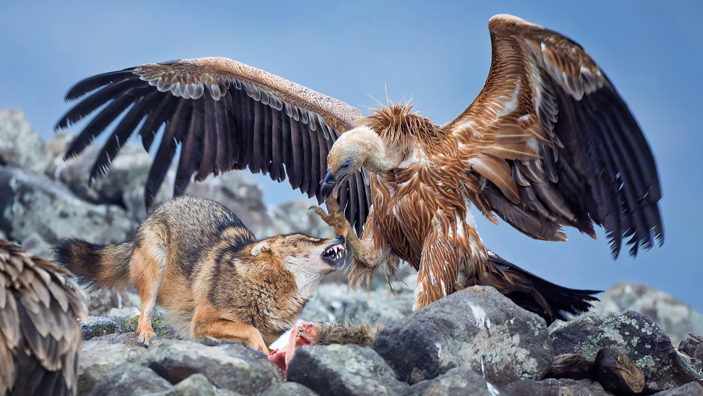 A vulture with outstretched wings confronts a snarling fox on rocky terrain, over a piece of meat, capturing a tense moment