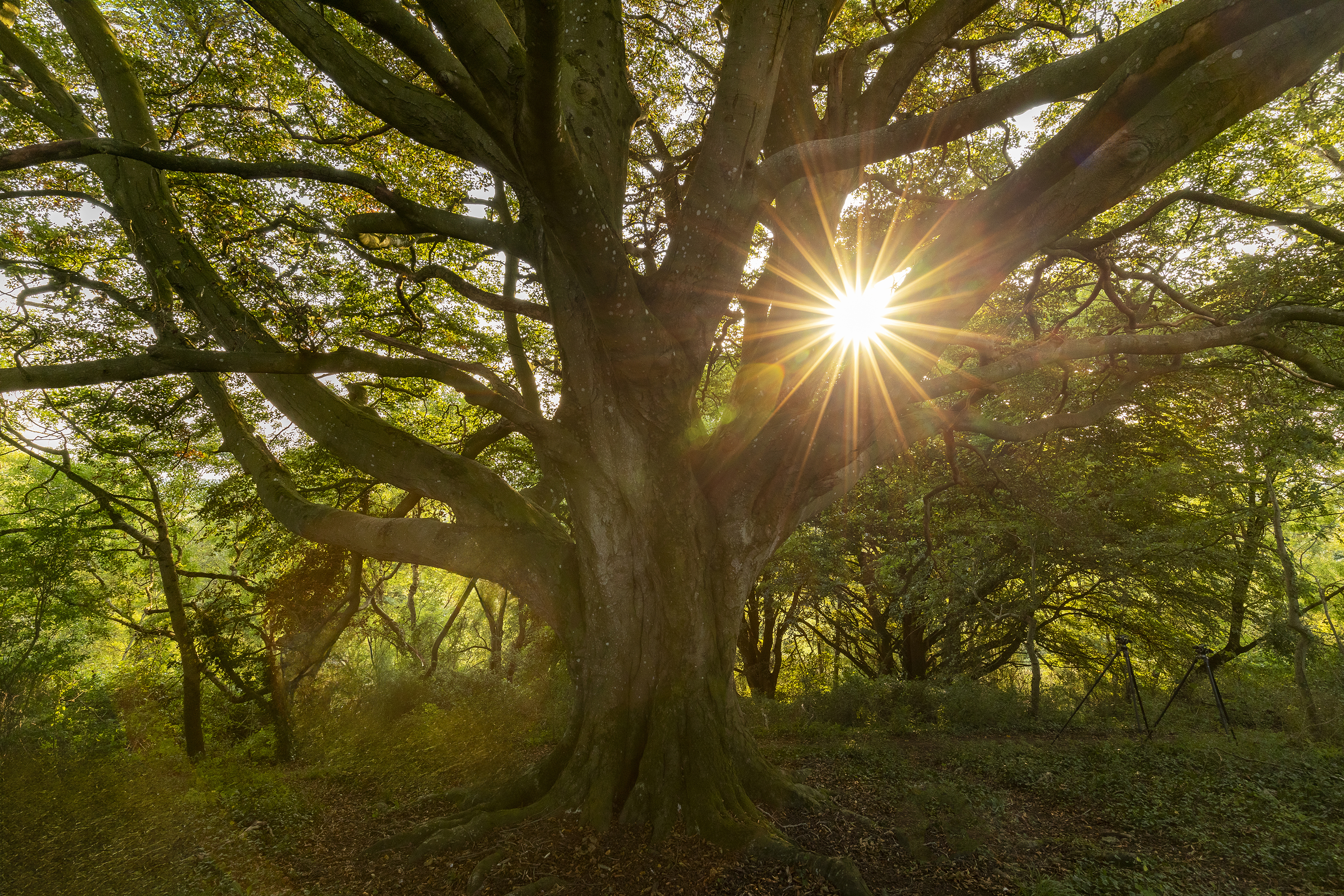 The sun becomes a star in this woodland scene