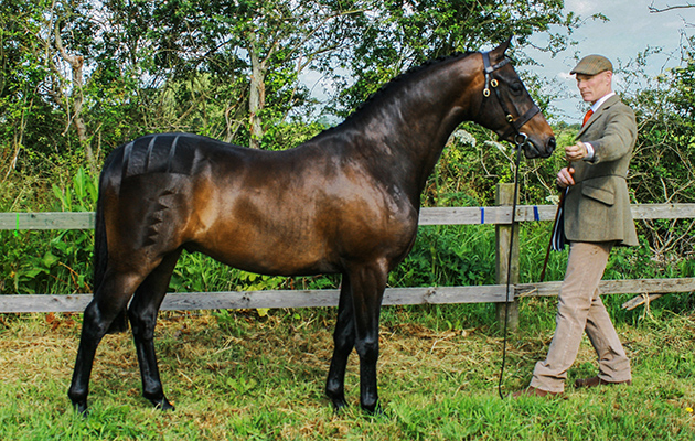 Ian Boylan &amp;amp; Litton Salvadore - Cuddy supreme champs + show hunter breeding champions (Weds) Litton Salvador