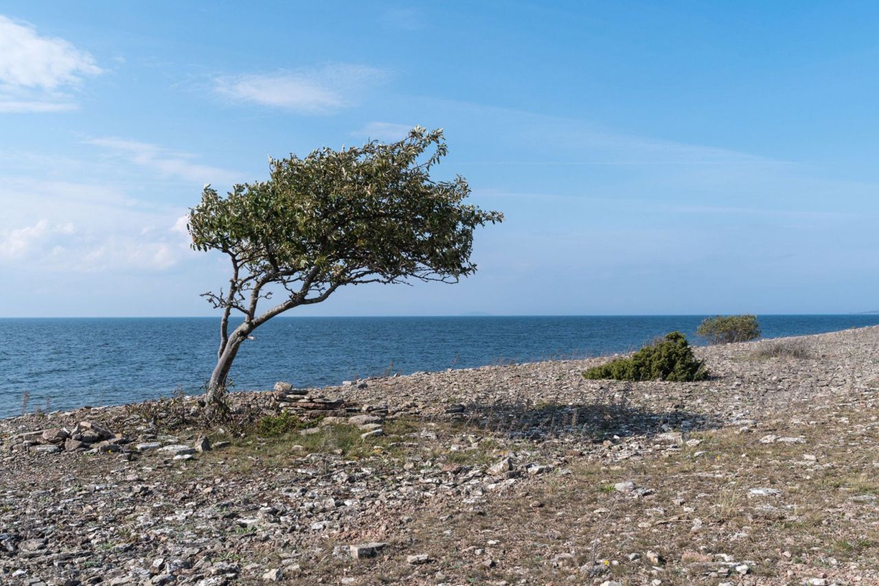 Wind Resistant Tree Overlooking Water