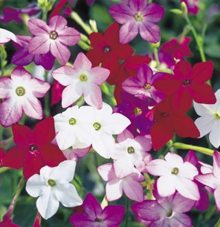 half hardy plants: Nicotiana seeds - F1 Perfume mix from Suttons