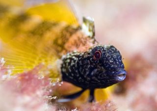 black faced blenny