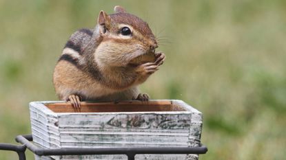 A chipmunk sitting on the side of a garden pot