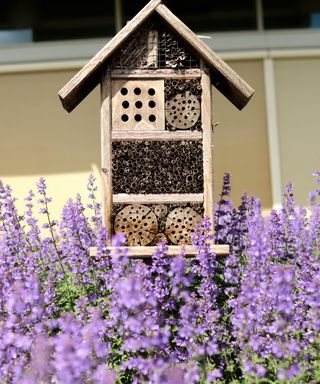 Insect hotel near purple spikes of flowers in a park