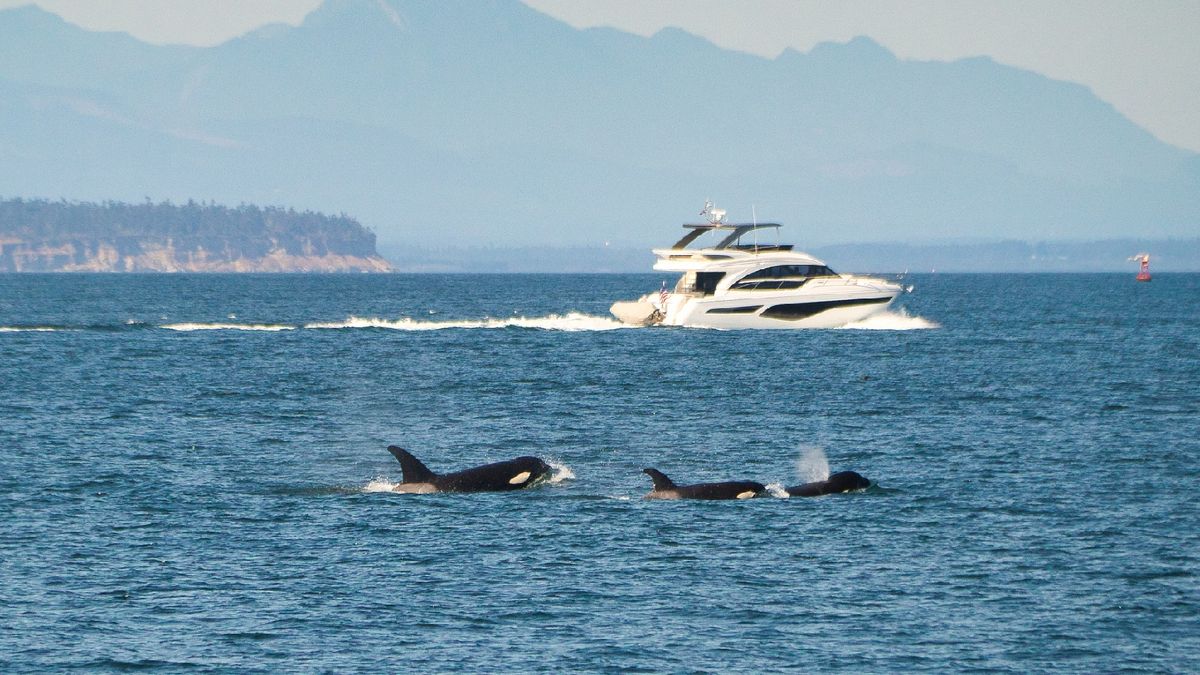 Berüchtigte Orcas, die Boote versenkten, wurden Hunderte Kilometer von ihrem eigentlichen Aufenthaltsort entfernt entdeckt, was die Wissenschaftler verblüffte