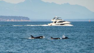 Orcas that attack and sink boats in southwestern Europe have been spotted circling a vessel in Spain, hundreds of miles from where they should currently be. And scientists can't explain why.