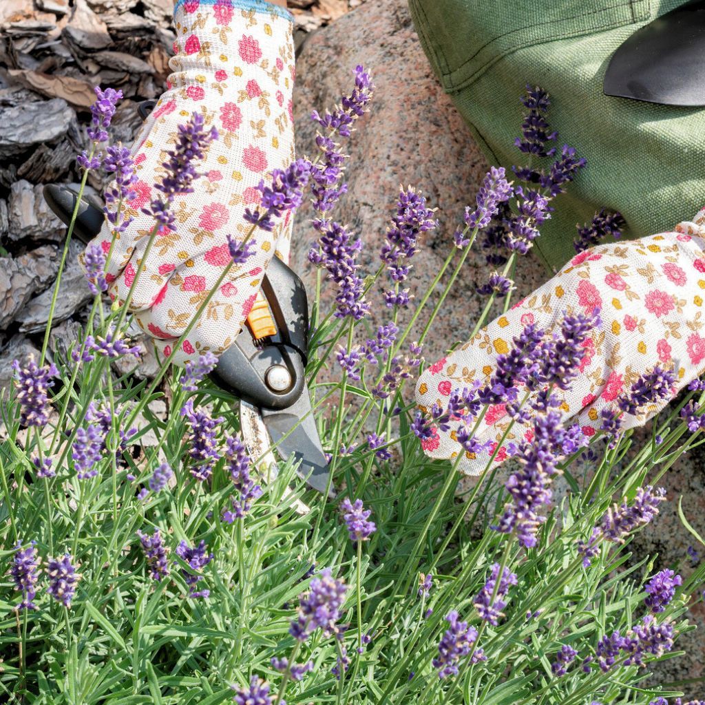 Pruning Lavender: How To Cut Back Lavender | Gardening Know How