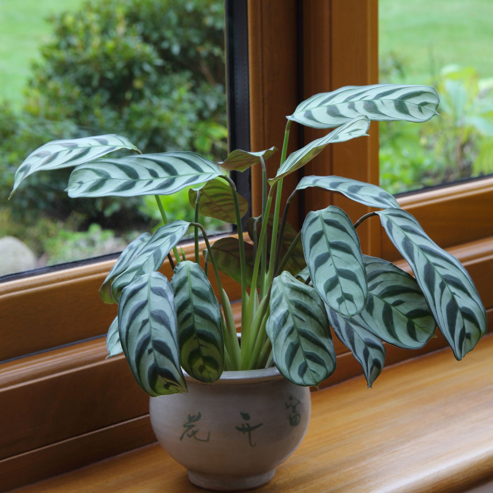 Calathea makoyana houseplant on wooden windowsill