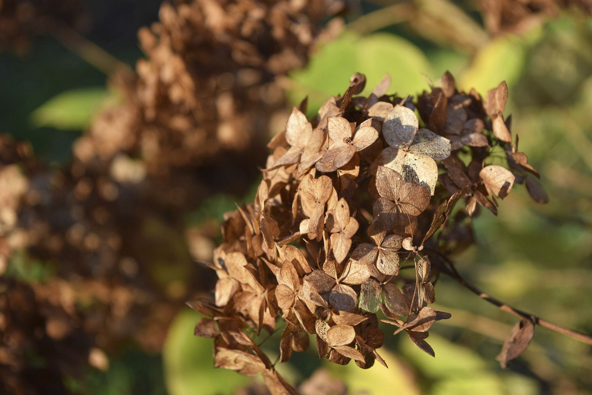 Should You Deadhead Hydrangeas Learn When To Deadhead Hydrangeas