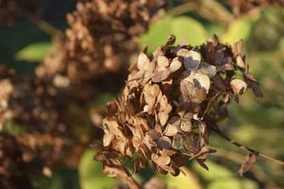 Spent Blooms On Hydrangea