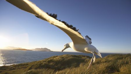 A close-up of a flying albatross