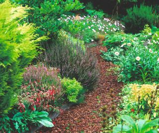 Mulch wood chip garden path shot by Leigh Clapp