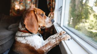 dog looking out the window