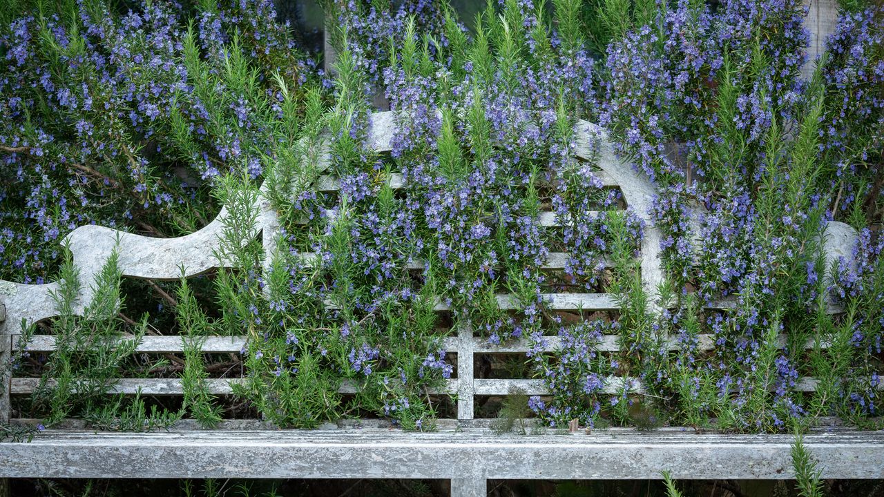 one of the best great drought tolerant plants, rosemary growing up and through a garden bench