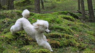 Poodle running outside