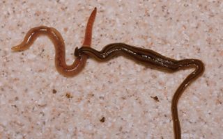 The hammerhead flatworm Bipalium kewense makes short work of an earthworm.