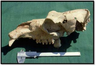 A pygmy hippo skull found at Akrotiri Aetokremnos, a site in Cyprus dating back to about 10,000 B.C. Evidence suggests human hunters may have driven the animals to extinction on Cyprus.