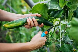 how to grow cucumbers: cutting cucumber with secateurs