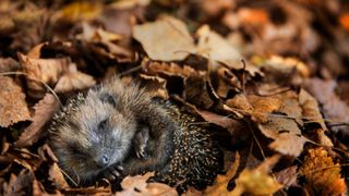 picture of hedghehog sleeping in autum leaves