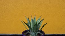 Aloe plant in blue pot against a mustard yellow wall