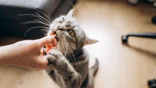 Cat taking a treat from owner's hand