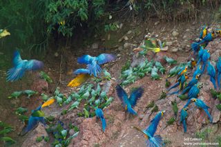 Macaws and other birds gathering at a "clay lick," which contains minerals not found elsewhere in the area.