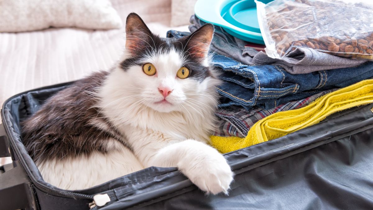 Traveling with a cat. A cat sitting in a packed suitcase