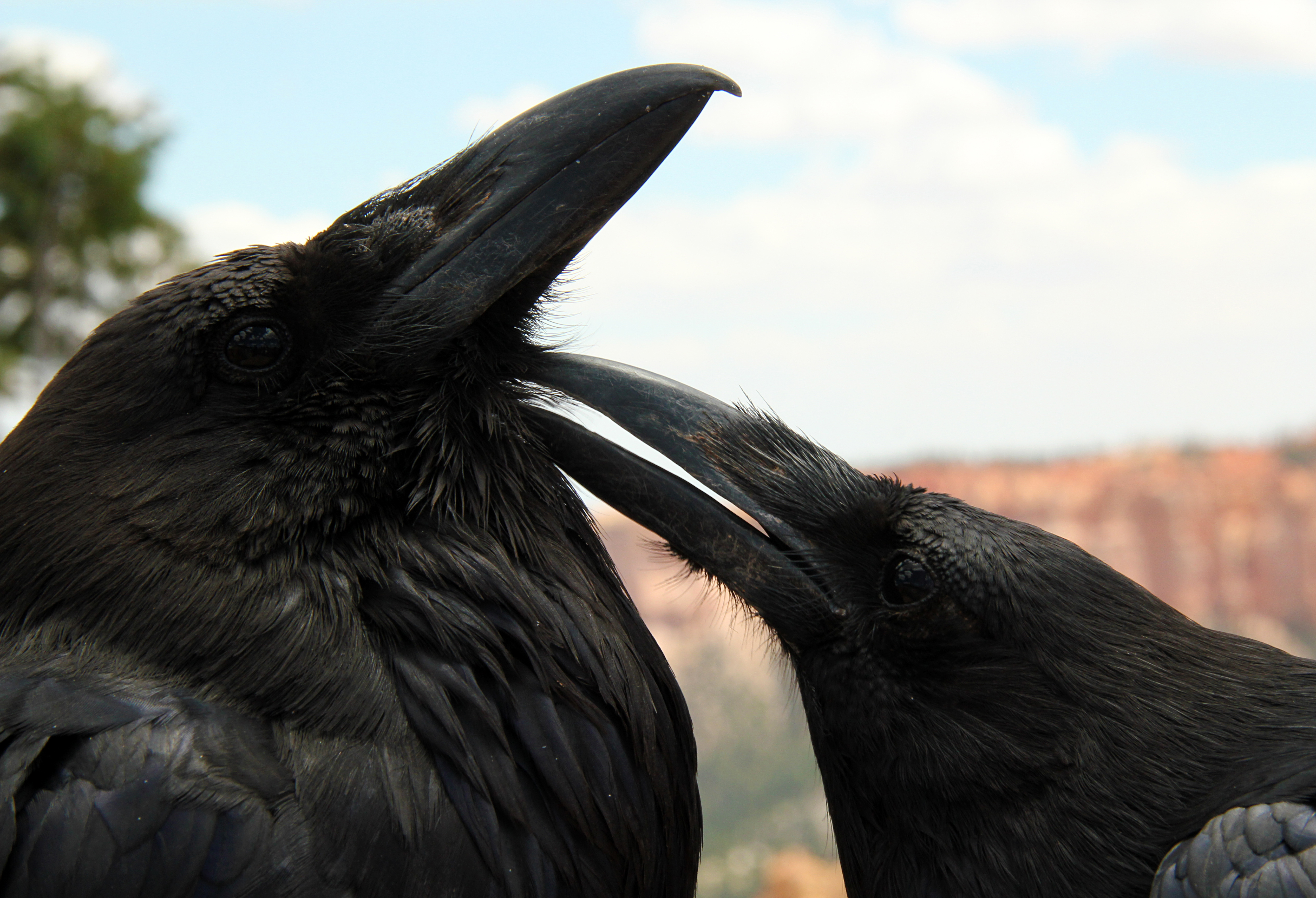 Raven