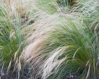 Mexican feather grass Nassella tenuissima