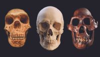 A series of three skulls, with a neanderthal skull on the left, human in the middle, and australopithecus afarensis on the right