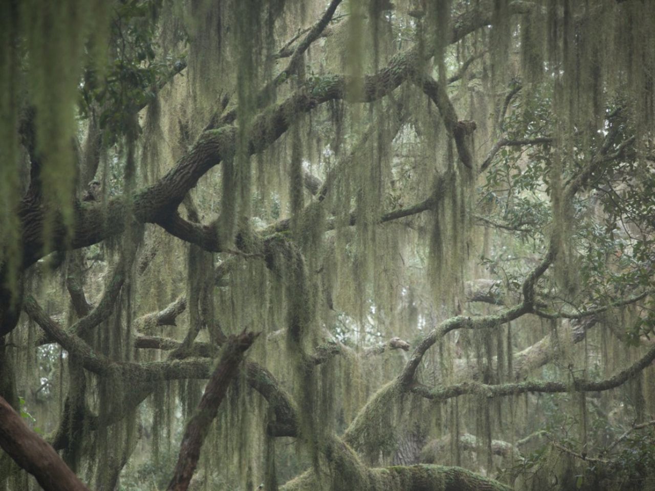 spanish moss