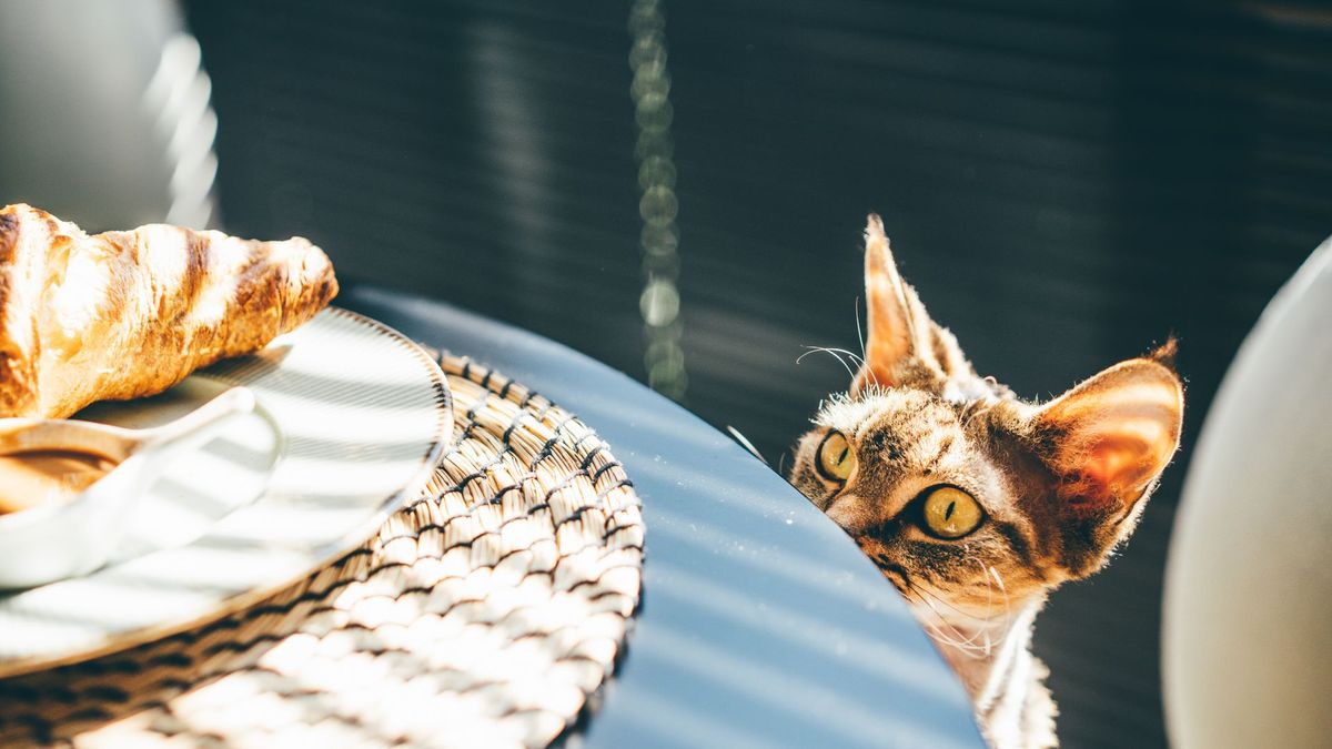 Cat looking at food on the table