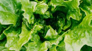 Foods to never store in a freezer: lettuce