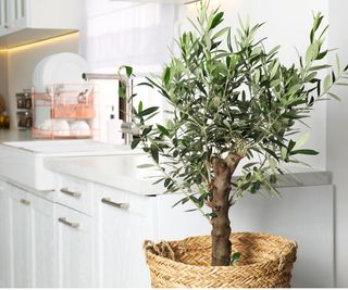 Indoor olive tree