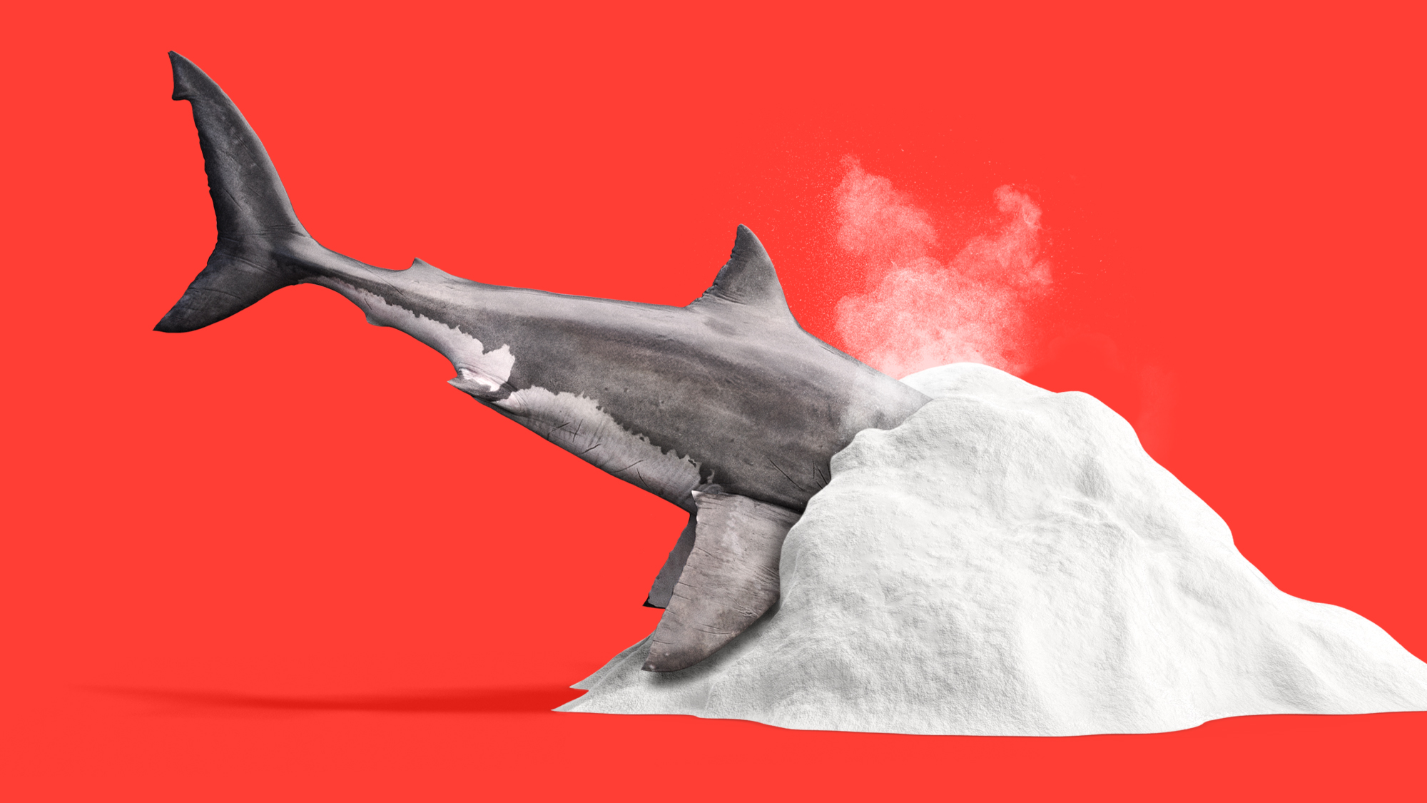 Illustration of a great white shark buried in a pile of cocaine