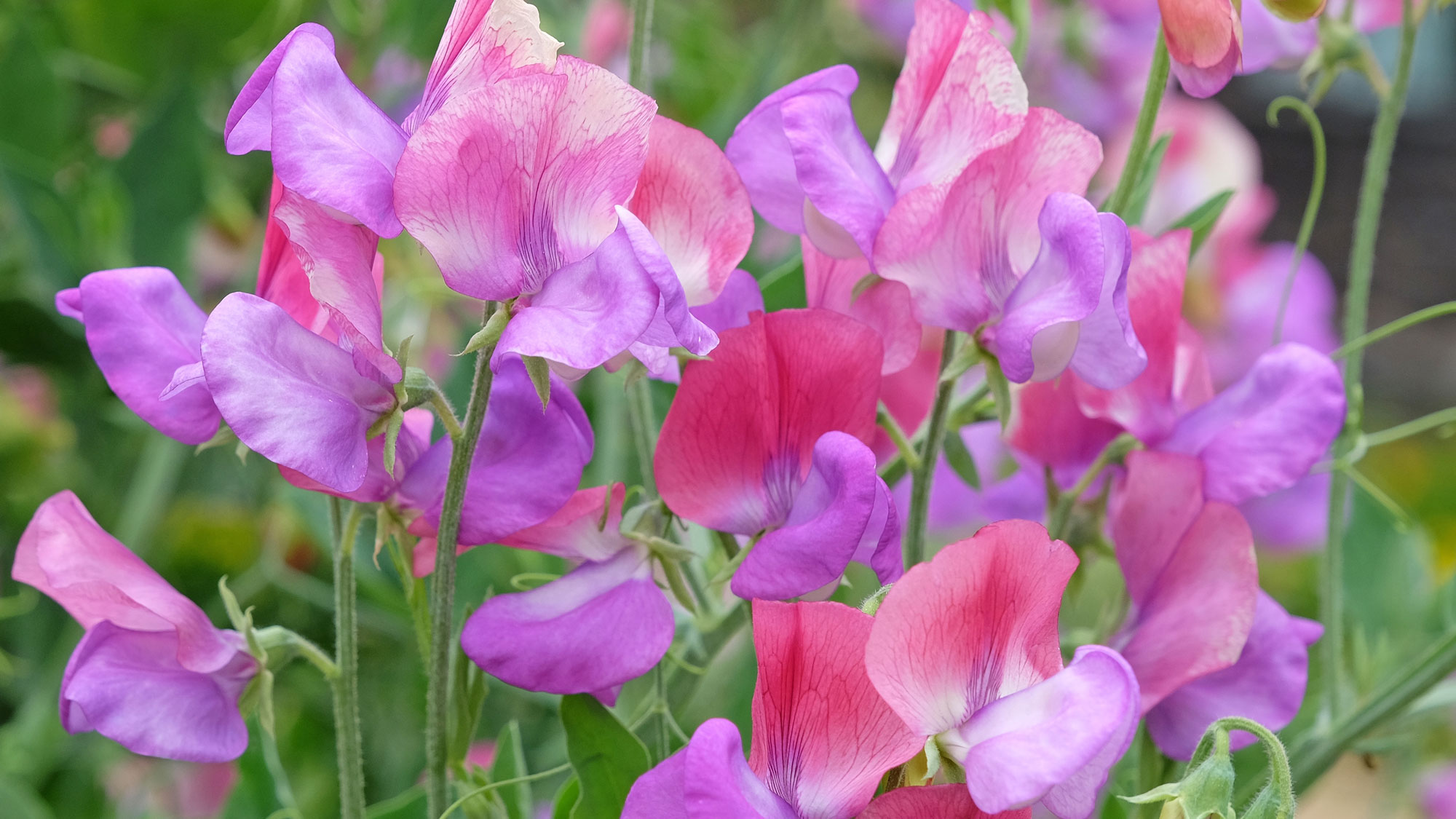 mixed sweet peas in garden border