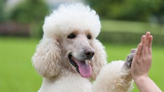 Poodle doing high-five trick