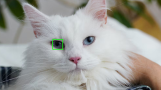 Cat portrait with real time subject detection autofocus in action