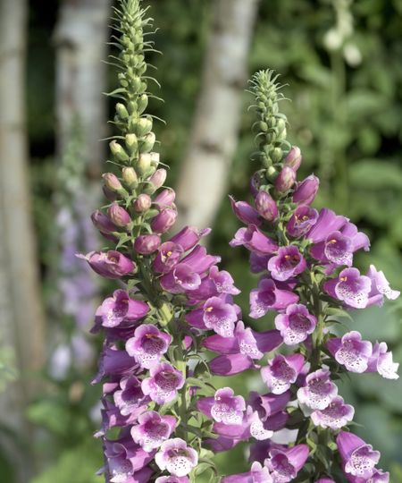 Pink foxgloves in a sunny garden border