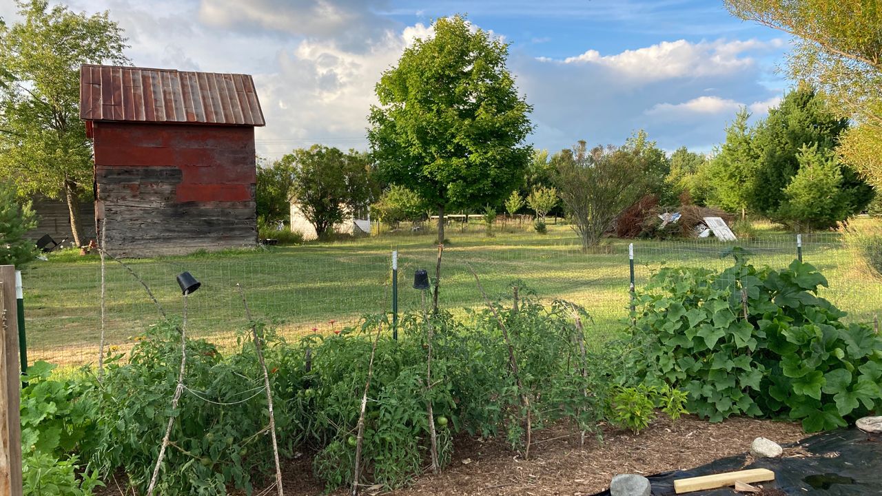 Vegetable garden in the middle of a field next to a barn.