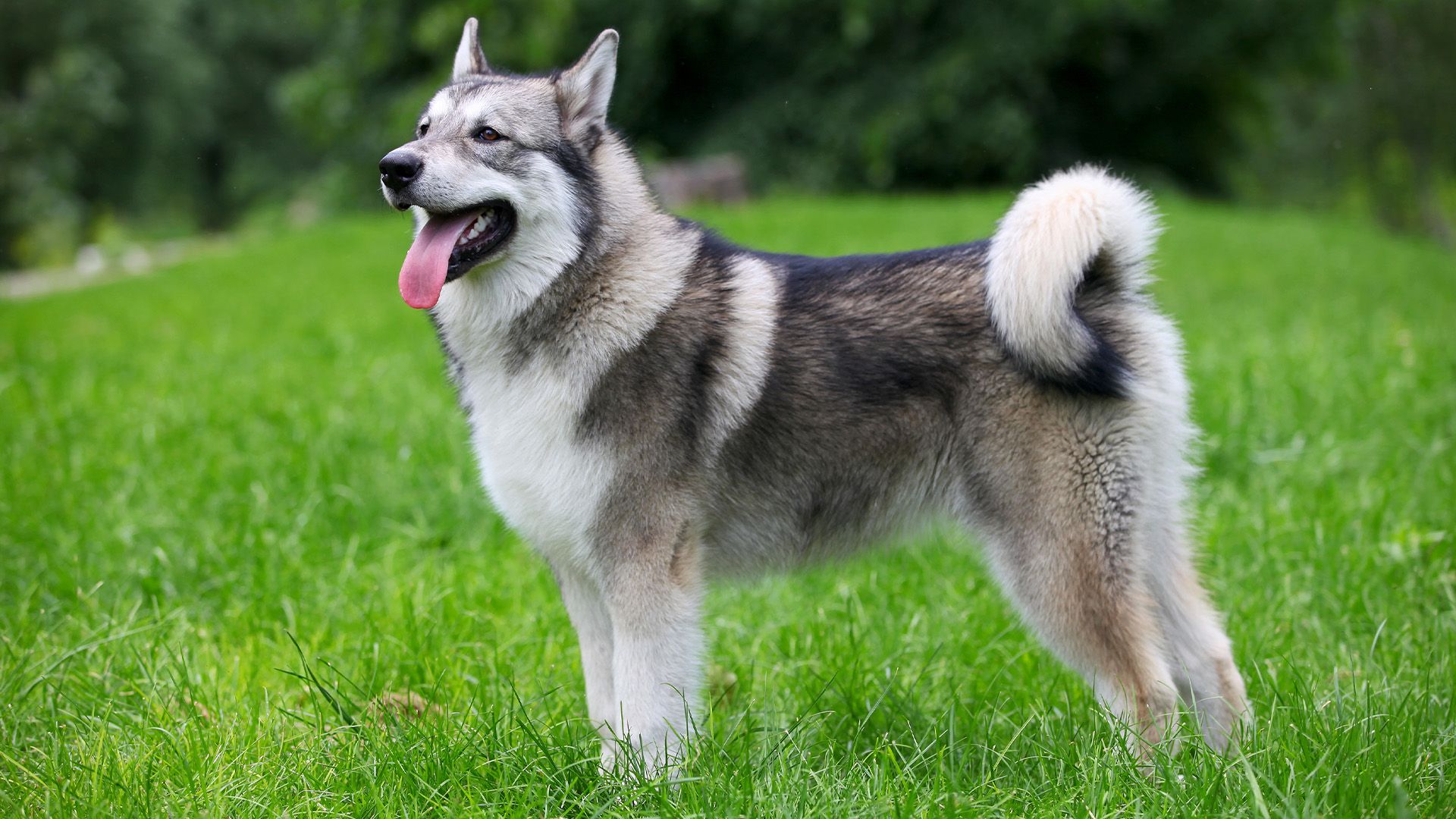 Alaskan Malamute on grass