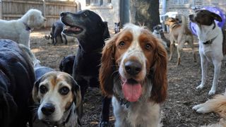 Lots of dogs of different breeds. Which were the most popular dog breeds?