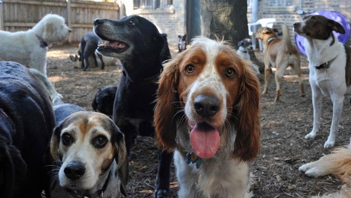 Lots of dogs of different breeds. Which were the most popular dog breeds?