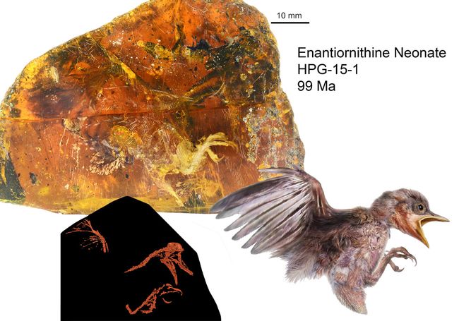 Hatchling Preserved in Amber (Photos) | Live Science