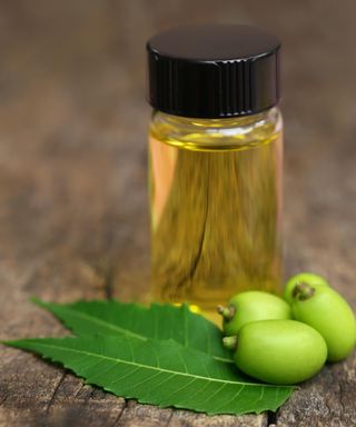 Medicinal neem leaves with essential oil in bottle on natural surface