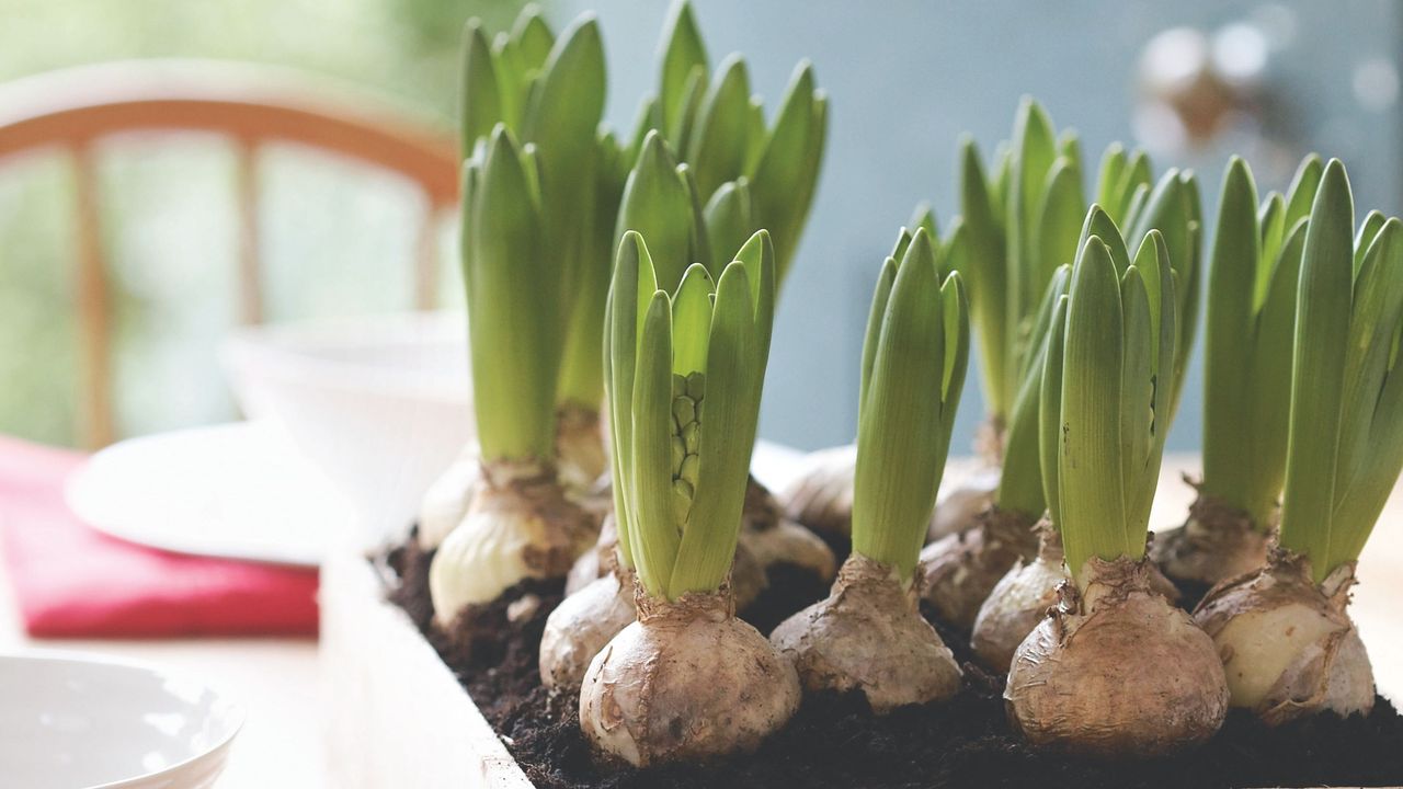 Sprouting hyacinth bulbs in soil in box on table